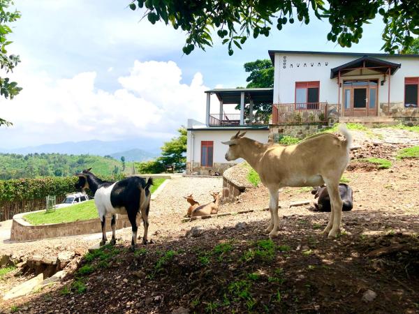 Amazi Land Home and Farm Stay, Boek  Kibuye Gitsi
