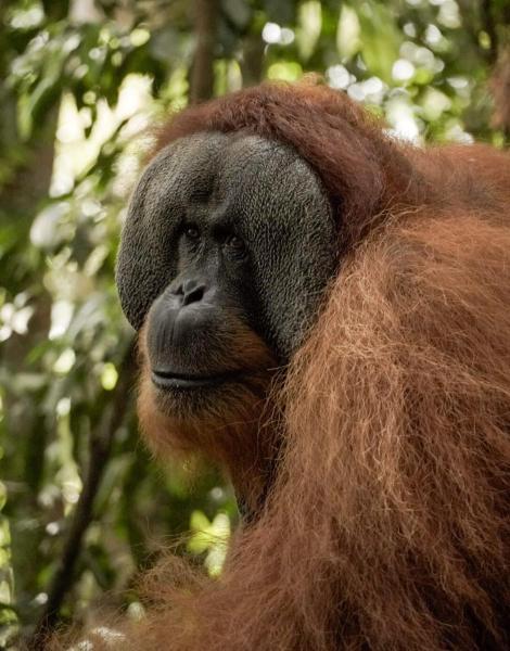 Sama Sama Homestay & Trekking Only Stay Here Book Trekking and Transport With Us, Boek  Goedkope Hotels in Sumatra