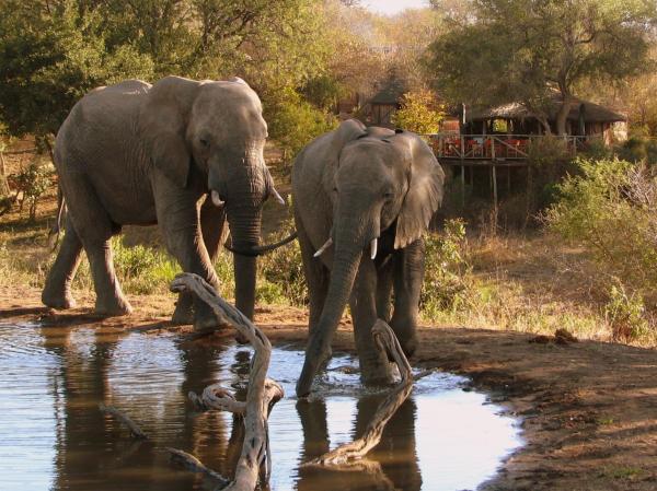 Umlani Bushcamp, Boek Lodge Timbavati Game Reserve Mpumalanga