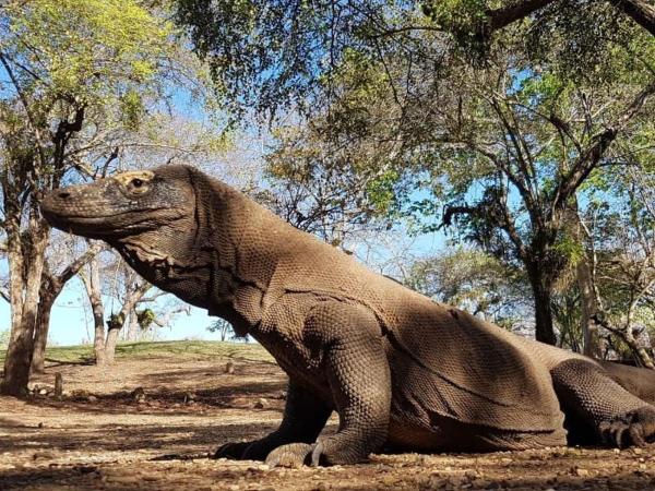 4D3N CRUISE Lombok-Komodo-Flores, Boek  Mangsit Lombok