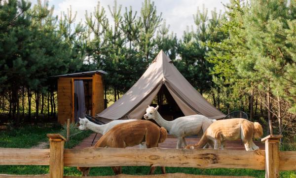 Glamping - Projekt Alpaka, Boek Camping Campings & glamping in Mazovië, Camping